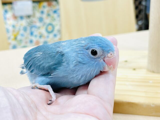 マメルリハ