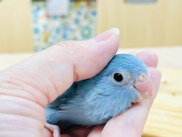 マメルリハ