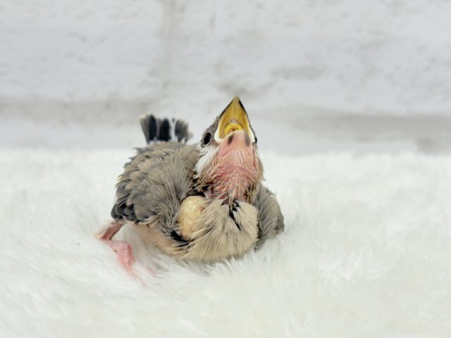 【最新画像更新🪄】🌸睡眠と食欲どっちが勝つの〜??🐣桜文鳥 ヒナ 桜文鳥