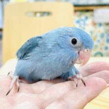 【最近画像】ちびっこ怪獣やってきたよ💙マメルリハ（コバルト）ヒナ