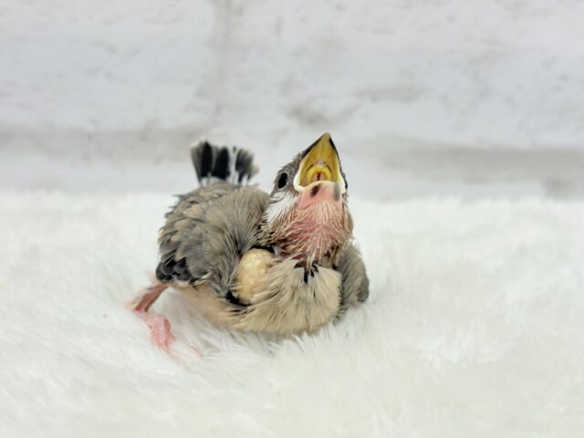 【最新画像更新🪄】🌸睡眠と食欲どっちが勝つの〜??🐣桜文鳥 ヒナ 桜文鳥