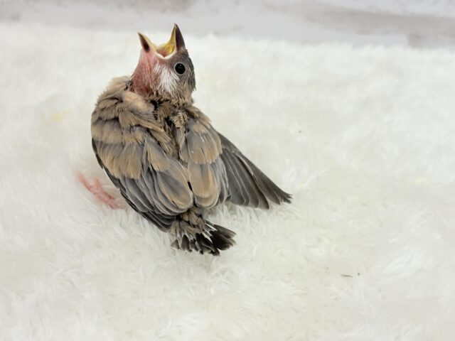 【最新画像更新🪄】🌸睡眠と食欲どっちが勝つの〜??🐣桜文鳥 ヒナ 桜文鳥