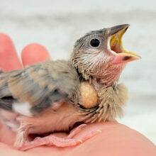 【最新画像更新🪄】🌸睡眠と食欲どっちが勝つの〜？？🐣桜文鳥 ヒナ
