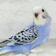 【最新画像更新🪄】今度一緒に冒険しない？🧑‍🌾セキセイインコ(オパーリン) ヒナ