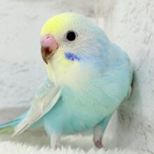 【最新画像更新🪄】すっきり爽やか〜🌈セキセイインコ(パステルレインボー) ヒナ