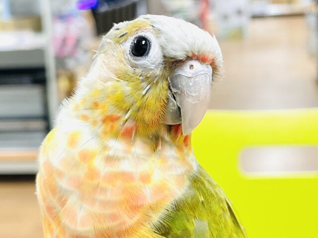 【真緒ページ】 「インコ☆オールスターズ」「ウロコインコさん」 maxresdefault.jpg
