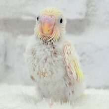 ホイップたっぷりクリームちゃん🍯セキセイインコ(クリーム) ヒナ