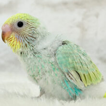 まだまだ夏感じる🏖トロピカル🫧セキセイインコ(パステルカラーレインボー) ヒナ
