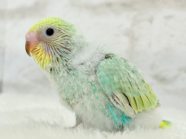 まだまだ夏感じる🏖トロピカル🫧セキセイインコ(パステルカラーレインボー) ヒナ