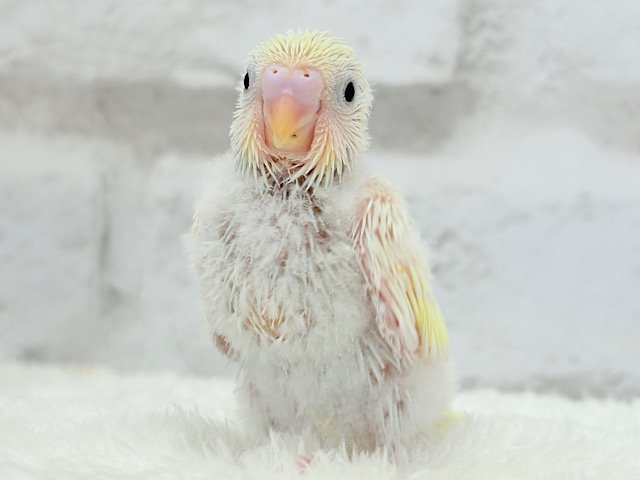 ホイップたっぷりクリームちゃん🍯セキセイインコ(クリーム) ヒナ