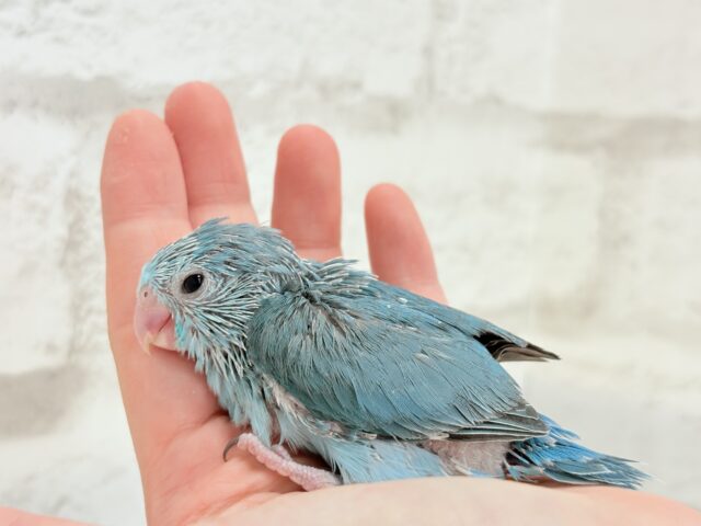 マメルリハ
