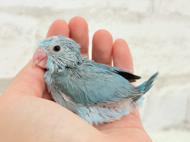 マメルリハ