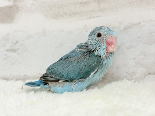 マメルリハ