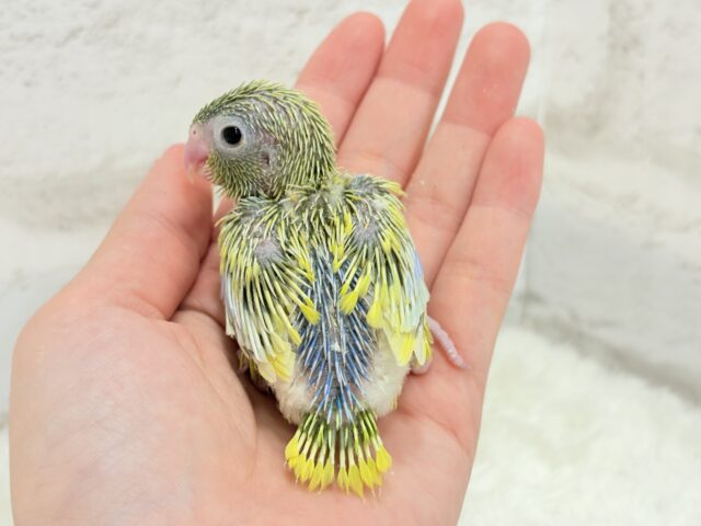 マメルリハ