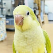 【最新画像】クリっとおめめ✨が可愛いオキナインコ（パリド）ヒナ