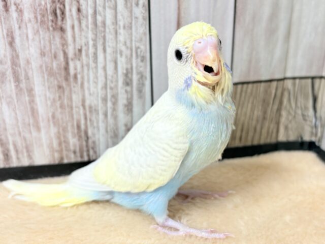 セキセイインコ