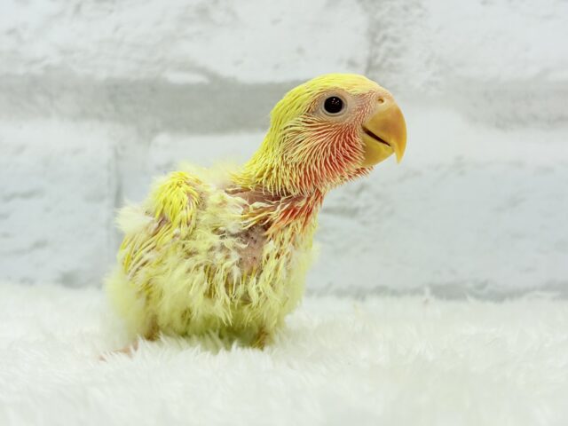 ゴシキセイガイインコ
