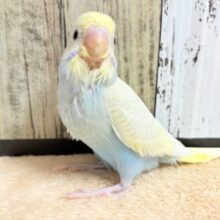 ほわほわの淡いカラー‎🤍💛️️️🩵なセキセイインコちゃん❣️(パステルレインボースパングル)(ヒナ)