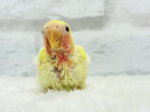 ゴシキセイガイインコ