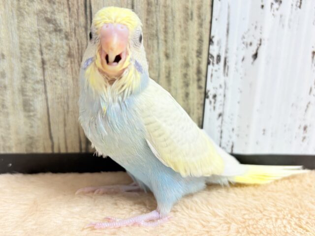 セキセイインコ
