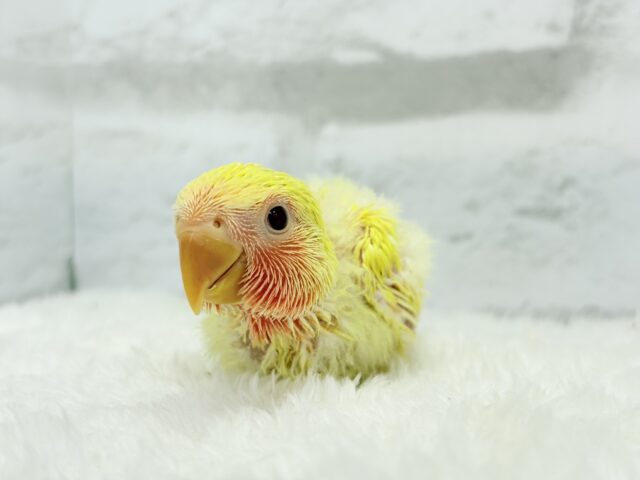ゴシキセイガイインコ