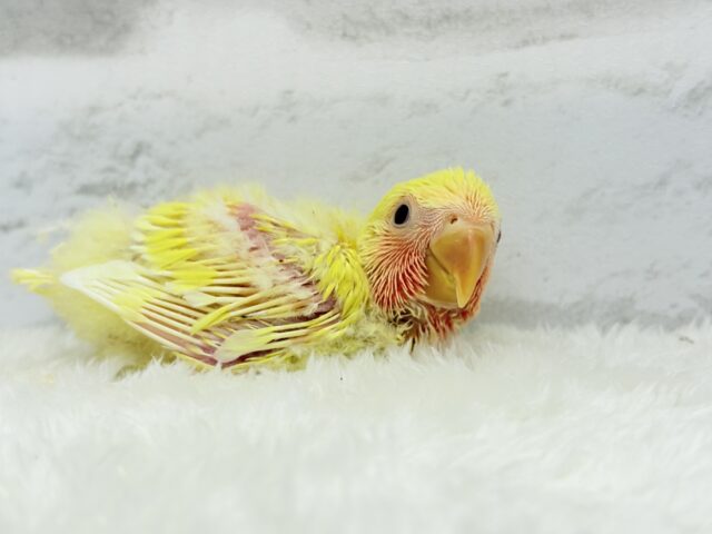 ゴシキセイガイインコ
