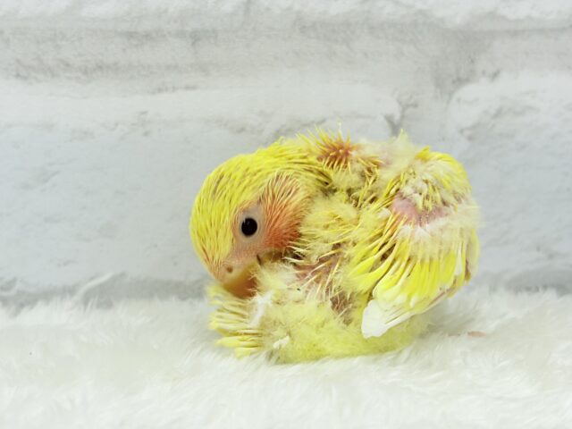 ゴシキセイガイインコ