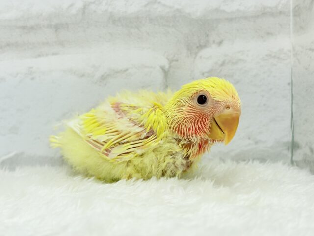 ゴシキセイガイインコ