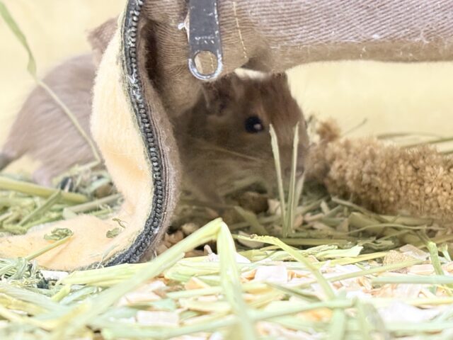 デグー
