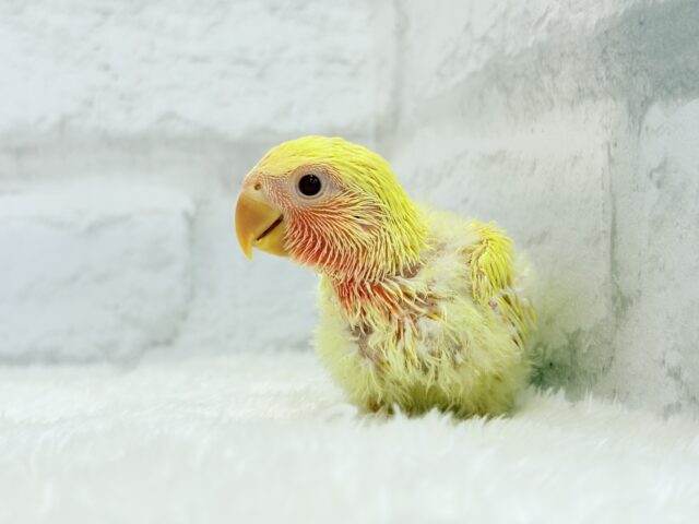 ゴシキセイガイインコ