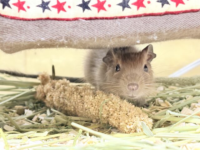 デグー