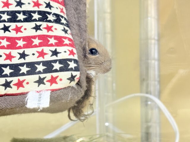 デグー