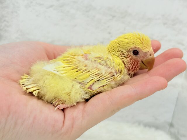 ゴシキセイガイインコ