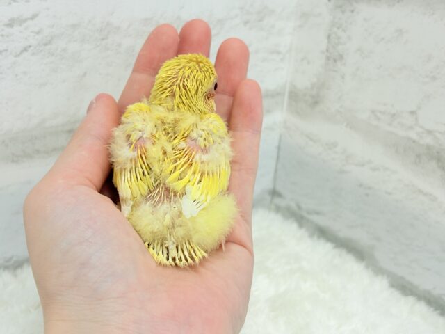 ゴシキセイガイインコ