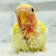 フレッシュ🍊果汁たっぷり🫧コザクラインコ(ルチノー) ヒナ