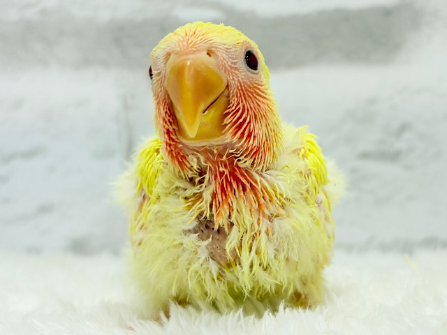 フレッシュ🍊果汁たっぷり🫧コザクラインコ(ルチノー) ヒナ