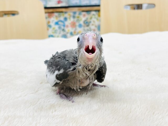 オカメインコ