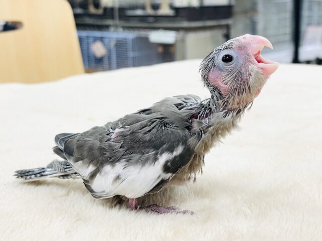 オカメインコ