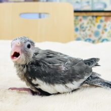 【最新画像】オシャレなモノトーンカラー🤍🖤オカメインコ(ホワイトフェイス)(ヒナ)