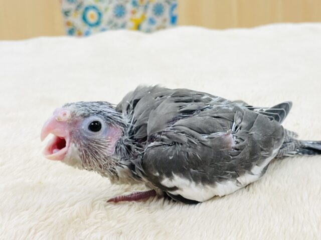 オカメインコ