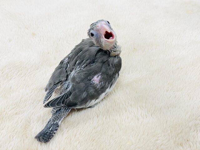 オカメインコ
