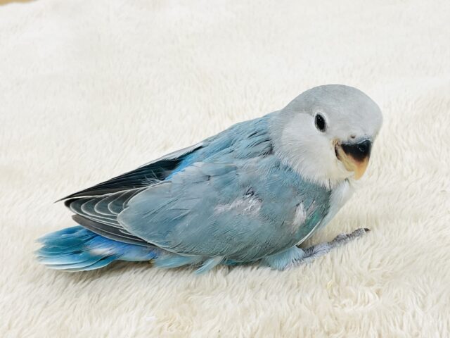 最新画像】宝石のように深みあるカラー🍀📗コザクインコ(ダーク