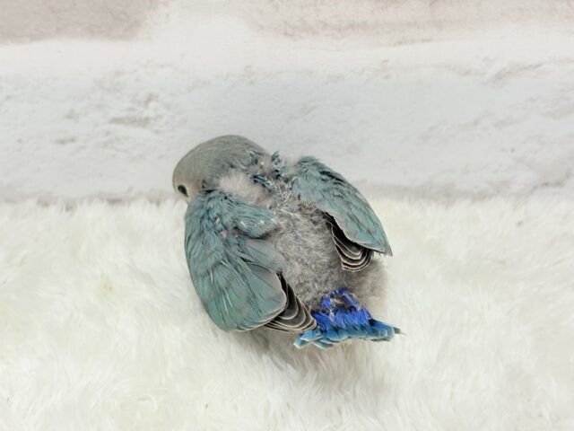 【最新画像更新🪄】好奇心の赴くままに~♩♩コザクラインコ(ブルーチェリー) ヒナ コザクラインコ(小桜インコ)