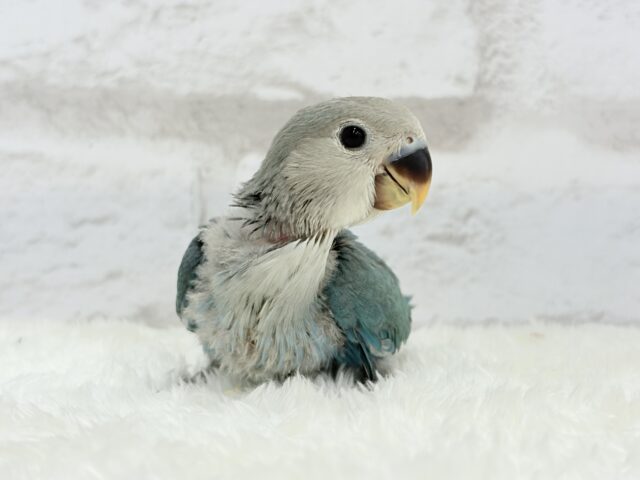 【最新画像更新🪄】好奇心の赴くままに~♩♩コザクラインコ(ブルーチェリー) ヒナ コザクラインコ(小桜インコ)