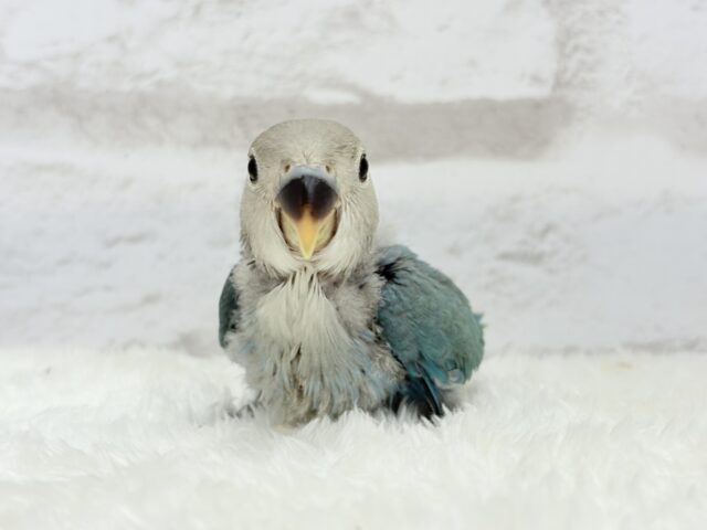 【最新画像更新🪄】好奇心の赴くままに~♩♩コザクラインコ(ブルーチェリー) ヒナ コザクラインコ(小桜インコ)