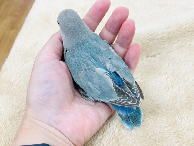 最新画像】宝石のように深みあるカラー🍀📗コザクインコ(ダーク