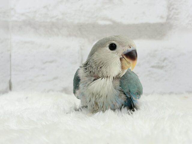 【最新画像更新🪄】好奇心の赴くままに~♩♩コザクラインコ(ブルーチェリー) ヒナ コザクラインコ(小桜インコ)