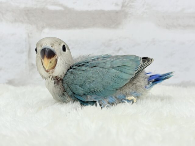 【最新画像更新🪄】好奇心の赴くままに~♩♩コザクラインコ(ブルーチェリー) ヒナ コザクラインコ(小桜インコ)