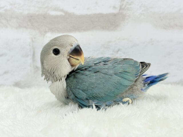 【最新画像更新🪄】好奇心の赴くままに~♩♩コザクラインコ(ブルーチェリー) ヒナ コザクラインコ(小桜インコ)