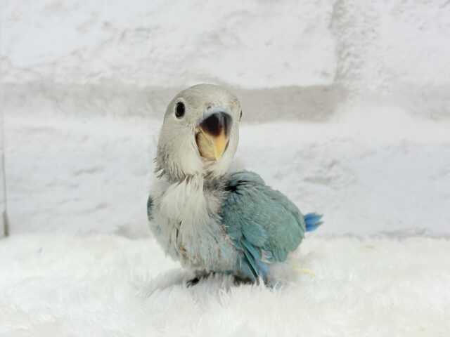 【最新画像更新🪄】好奇心の赴くままに~♩♩コザクラインコ(ブルーチェリー) ヒナ コザクラインコ(小桜インコ)